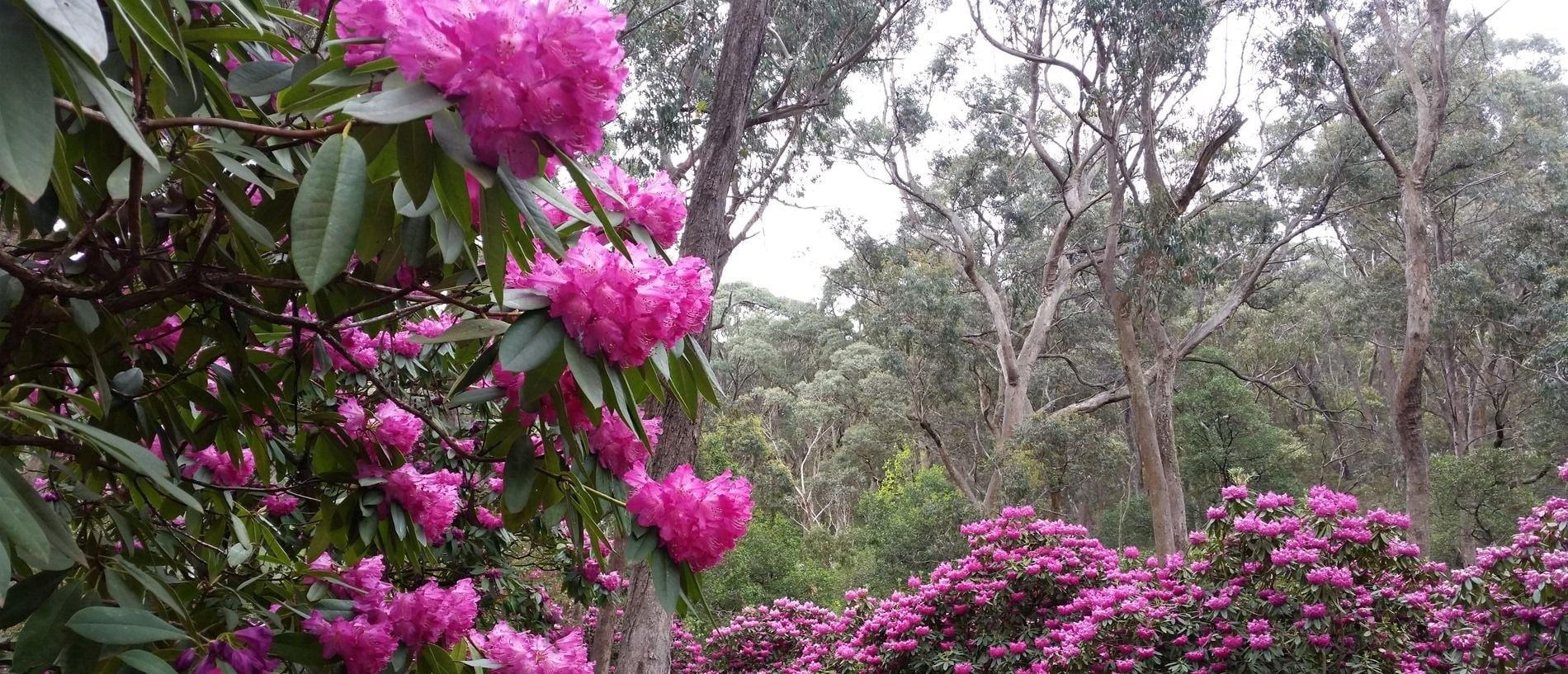 Connect Coaches Garden Tours Image -62b992a4bac31